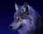Portrait de Wolfy